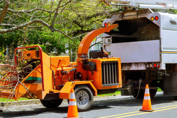 Professional Tree Removal and Landscaping Services in Atmore, AL